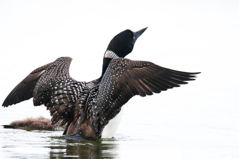 Crimson Lake Loons-12.jpg