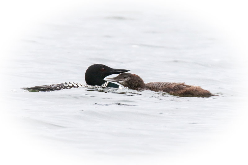 Crimson Lake Loons.jpg