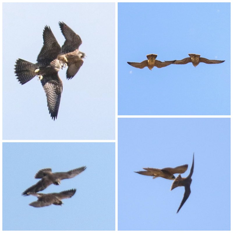 Peregrine Miz 2 Fledglings Collage.jpg