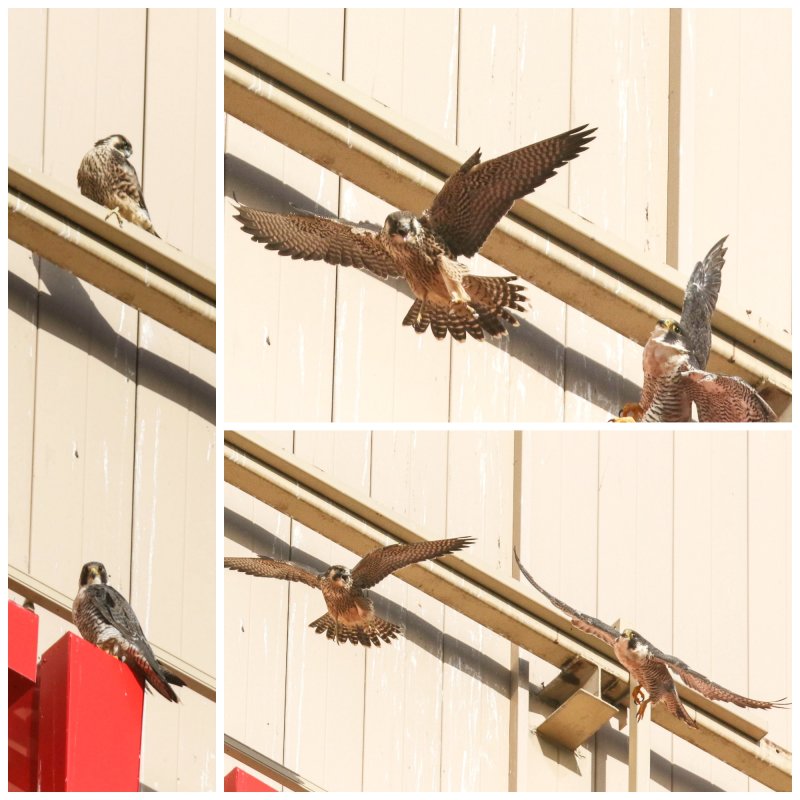 Peregrine Miz Fldg Mom Collage.jpg