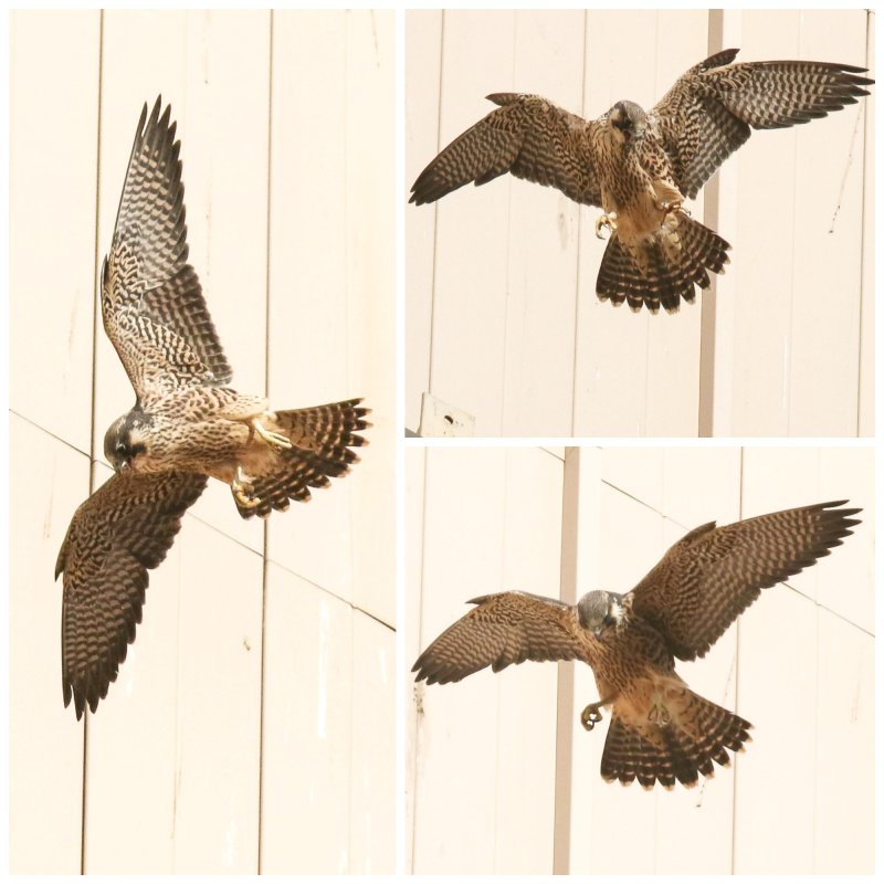 Peregrine Miz Fledgling Collage.jpg