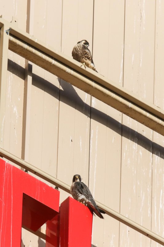Peregrine Miz Mamma 2 Fledglings 2020-2.jpg