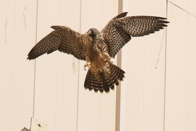 Peregrine Miz Fledgling (male?) 