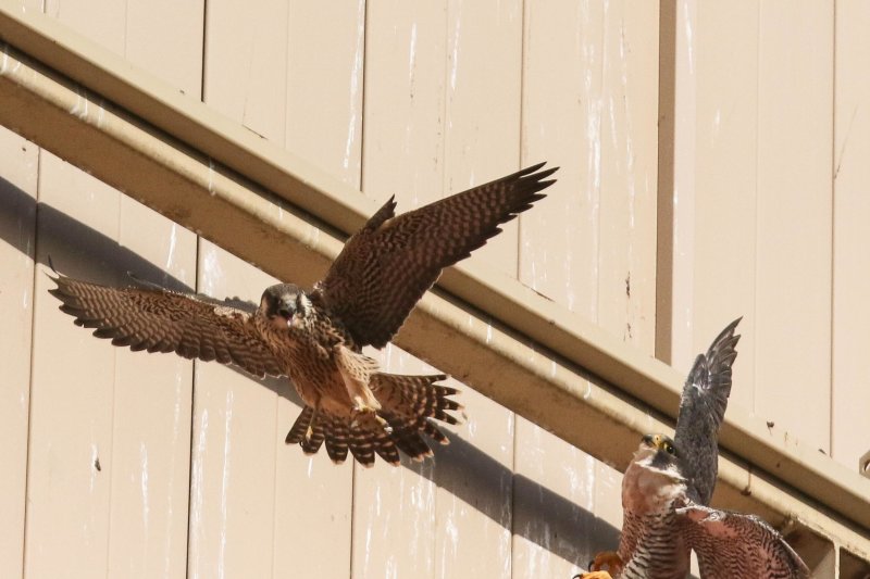 Peregrine Miz Mamma 2 Fledglings 2020-6.jpg