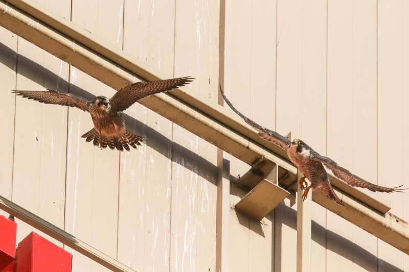 Peregrine Miz Mamma 2 Fledglings 2020-7.jpg