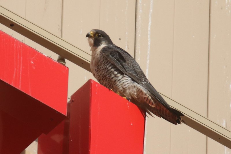 Peregrine Miz Mamma 2020.jpg
