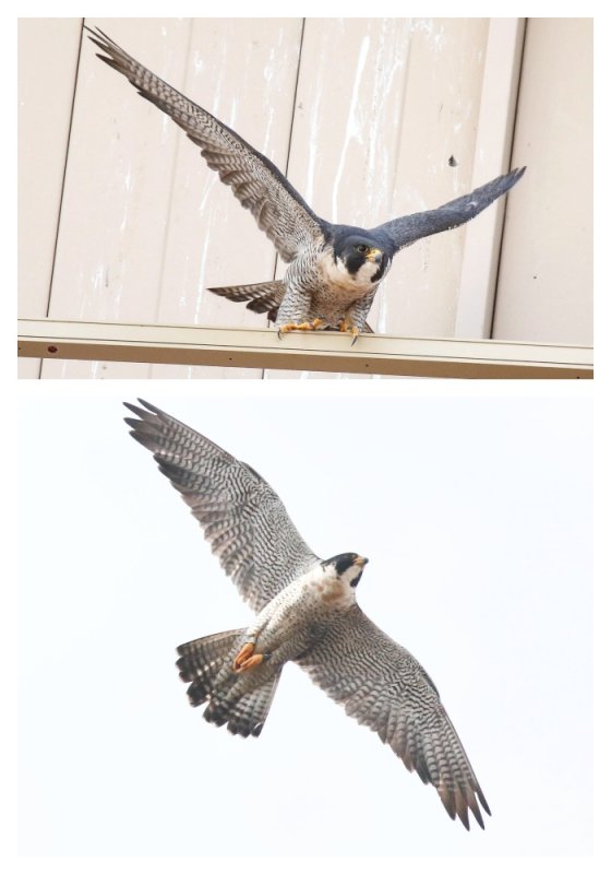 Peregrine Miz adult male 2 Collage.jpg