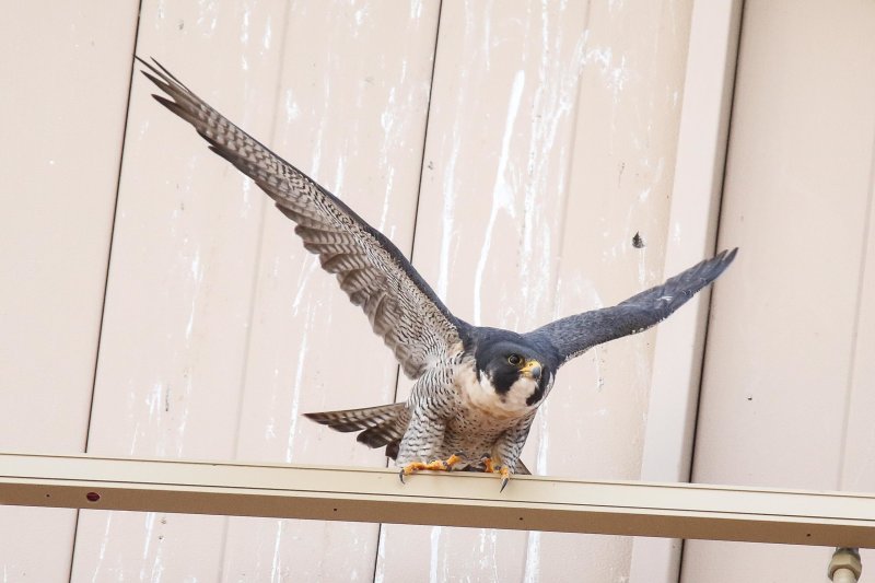 Peregrine Miz Adult male