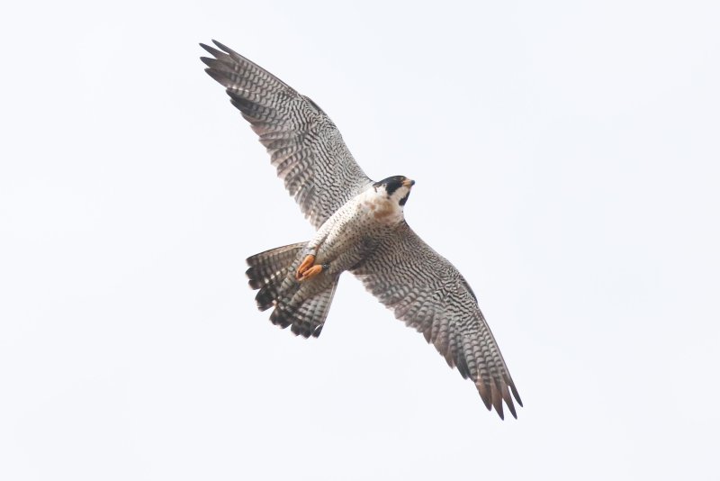 Peregrine Miz Adult male