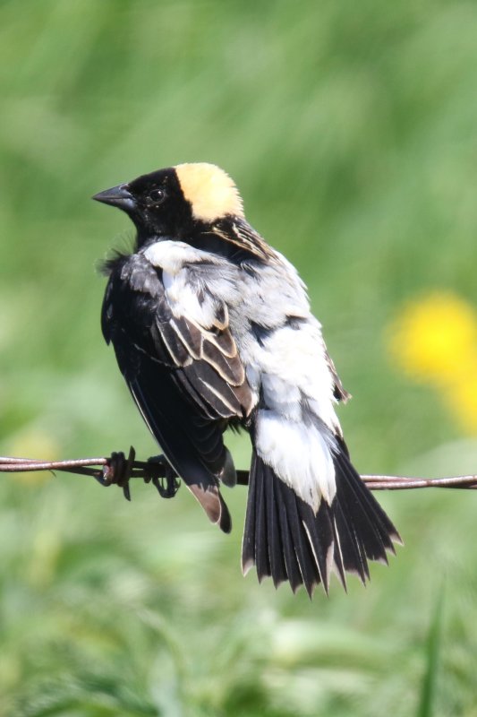 Bobolink, Tofield area