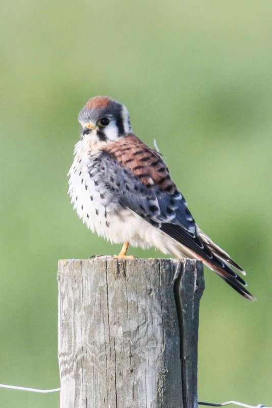 American Kestrel, country road east of Edmonton