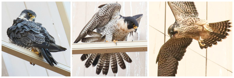 2020 Peregrine falcon family, Misericordia Hospital