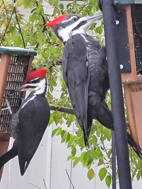 Anglican Messenger Covid Birds