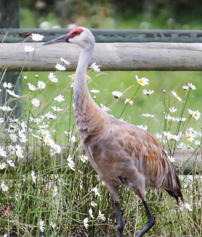 Sandhill Crane Crimson Lake.jpg
