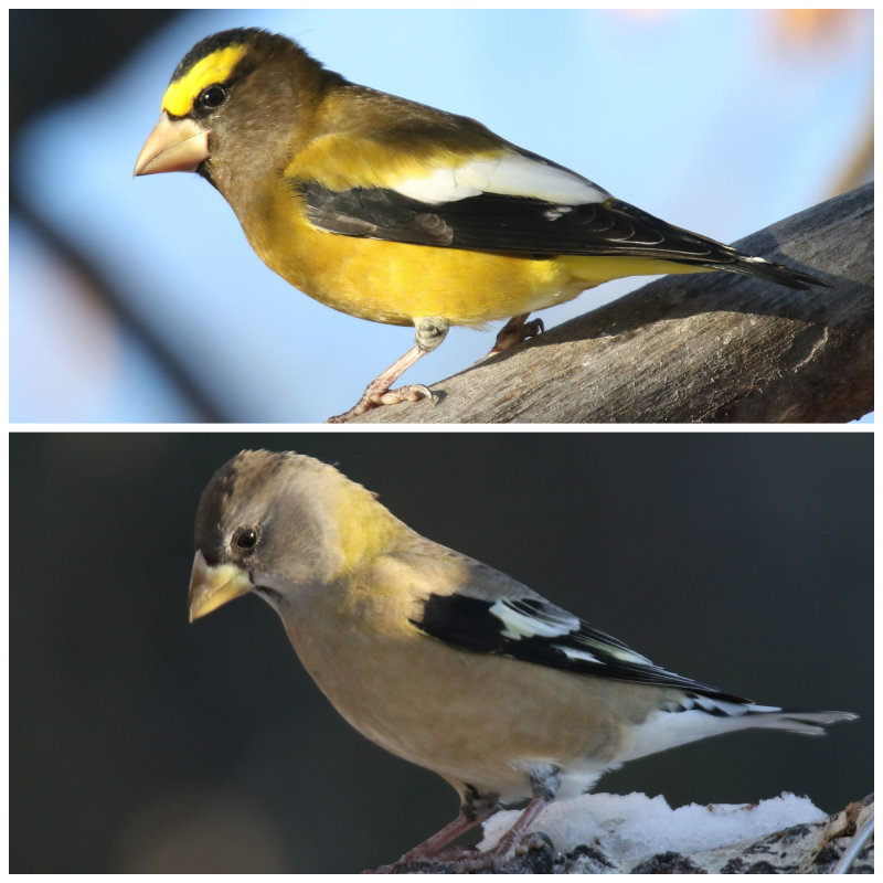 Evening Grosbeak pair collage.jpg