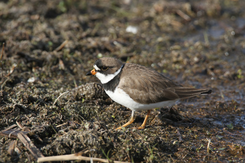 Semi-Palmated Plover.jpg