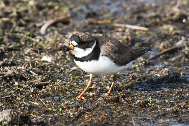 Semi-Palmated Plover.jpg