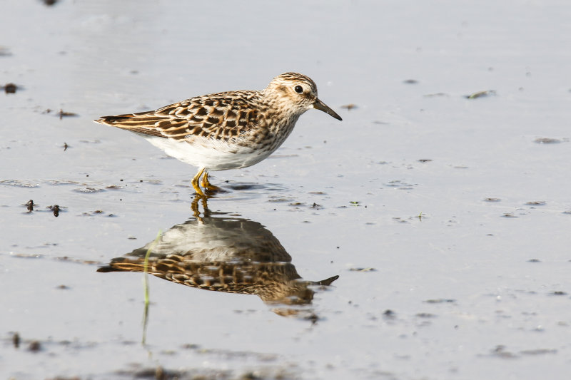 Least Sandpiper
