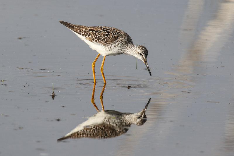 Lesser Yellow Legs