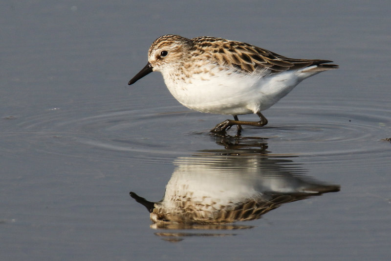 Semi-palmated Sandpiper