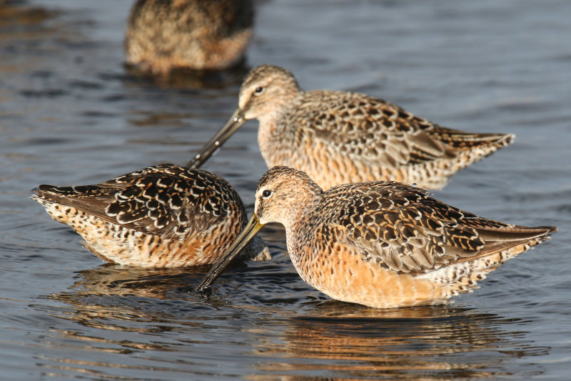 Long-billed Dowitcher