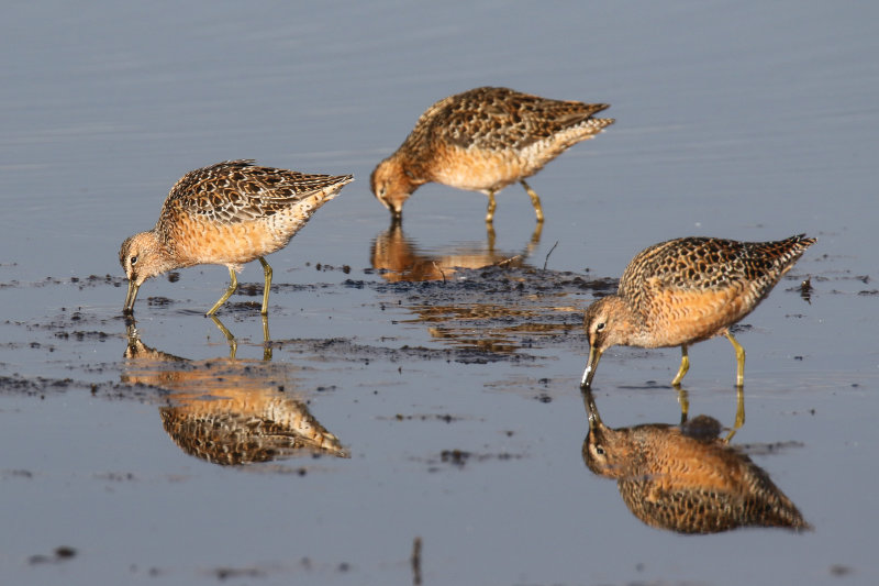 Long-billed Dowitcher