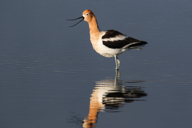 American Avocet.jpg