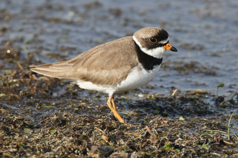 Mudflat mixed shorebirds 2021