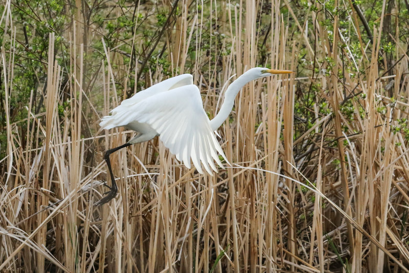 Great Egret, Spruce Grove AB