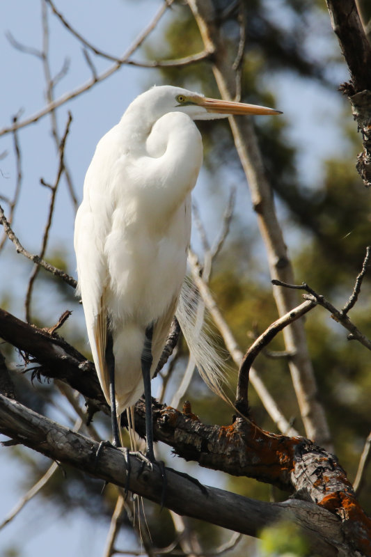 Great Egret, Spruce Grove AB