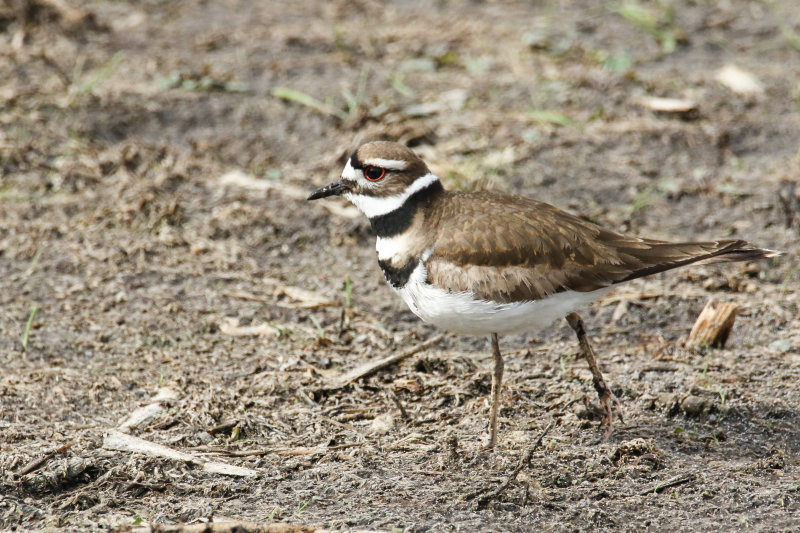 Killdeer