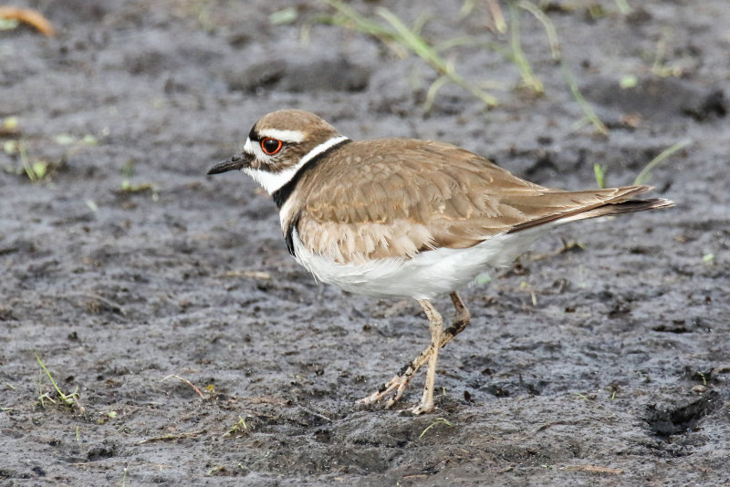 Killdeer