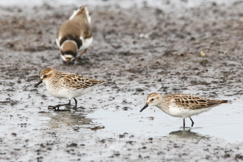 Mudflat shorebirds-3.jpg