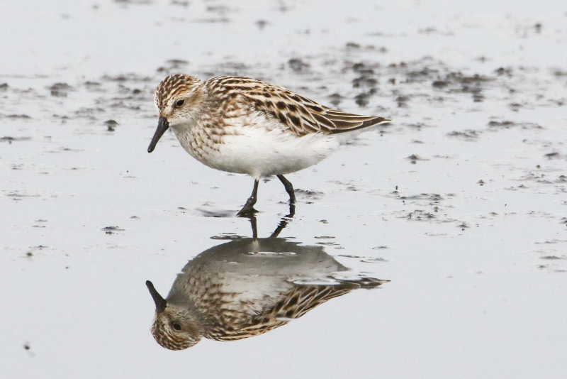 Mudflat shorebirds-4.jpg