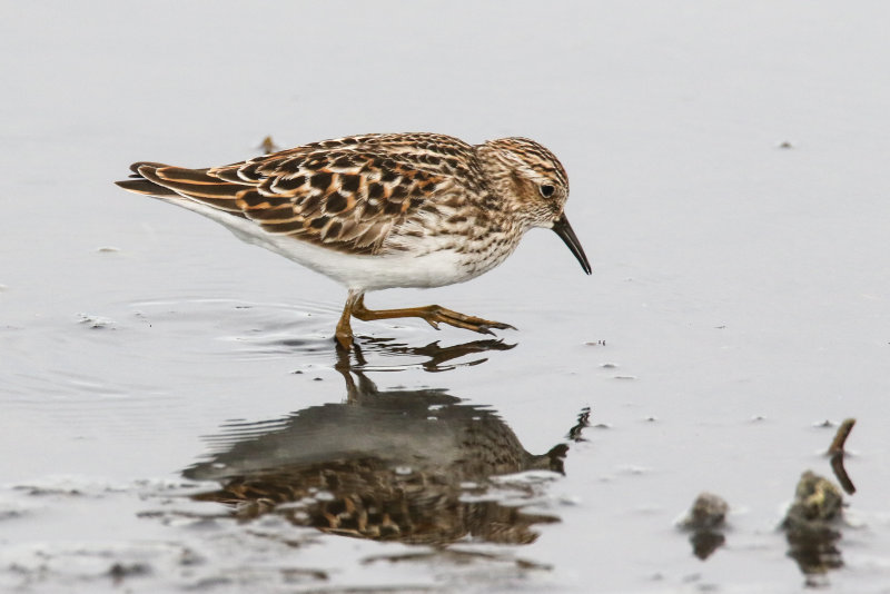 Mudflat shorebirds-5.jpg