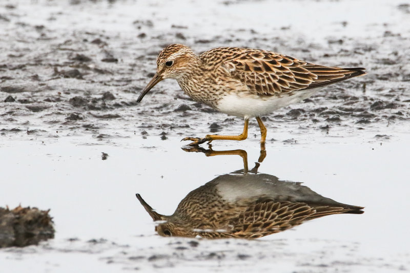 Mudflat shorebirds-6.jpg