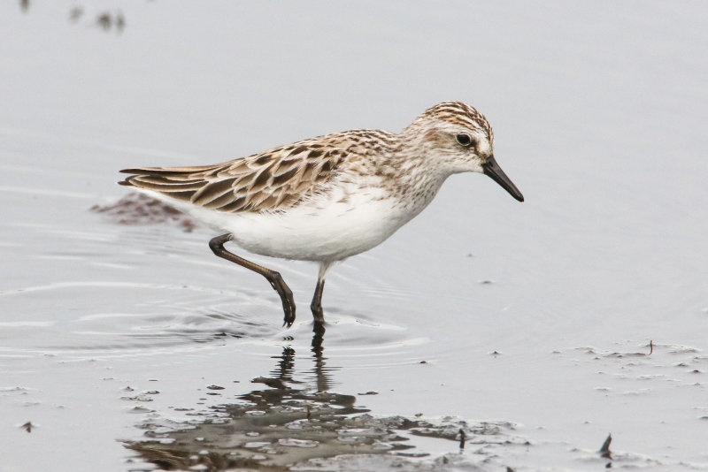 Mudflat shorebirds-7.jpg