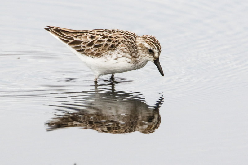 Mudflat shorebirds-8.jpg