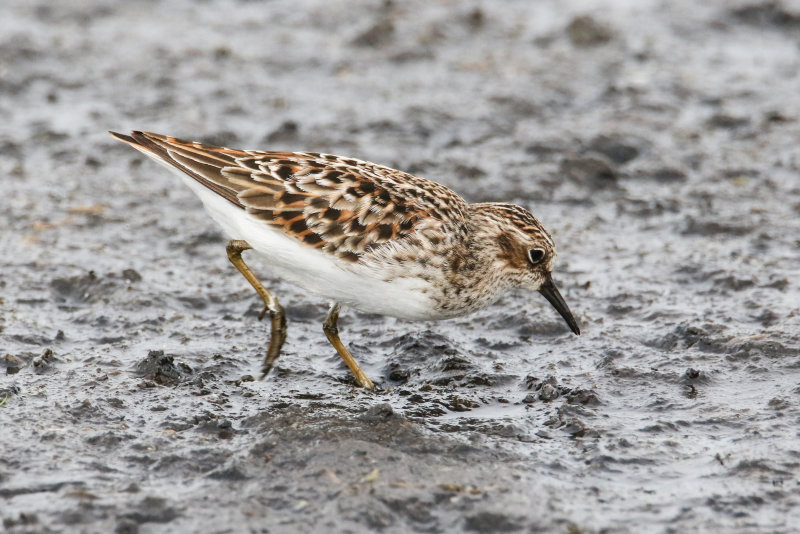 Mudflat shorebirds-10.jpg