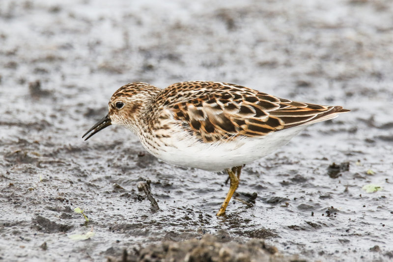 Mudflat shorebirds-11.jpg