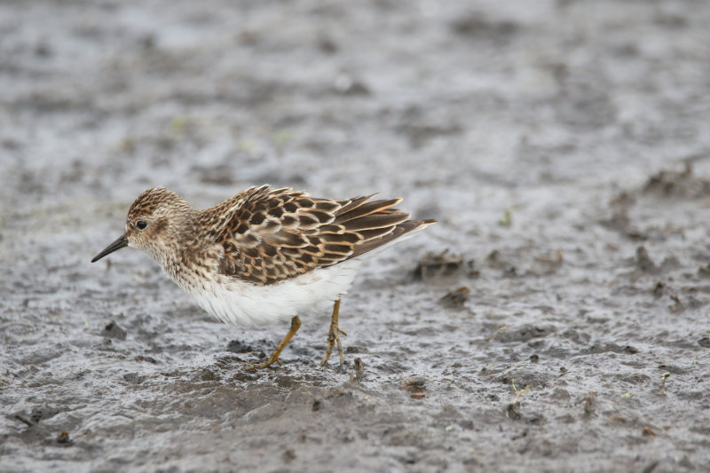 Mudflat shorebirds-12.jpg