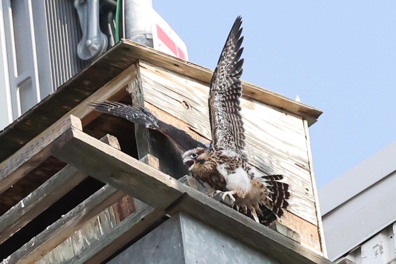Peregrine Miz Fledgling-5.jpg