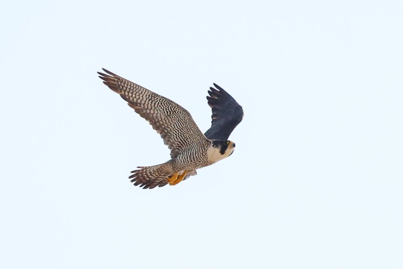 Peregrine Miz/Cabrini female
