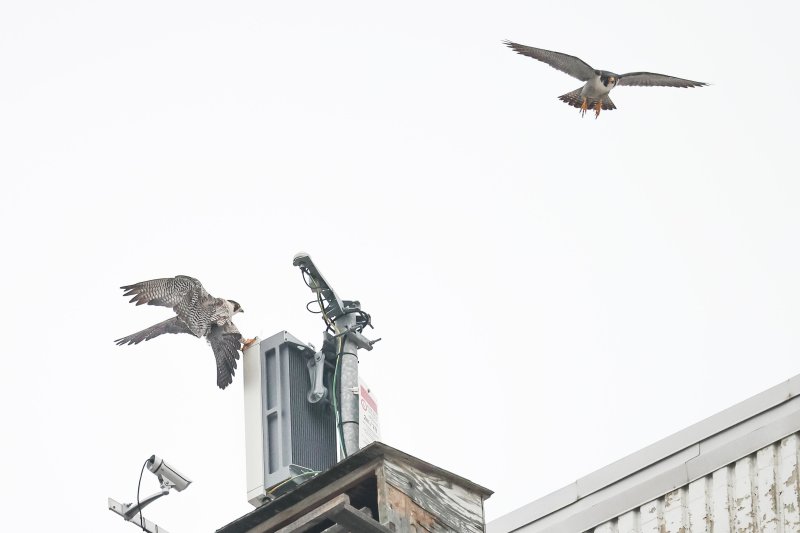 Peregrine Miz/Cabrini female and male 2021