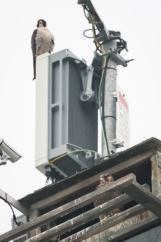 Peregrine Miz/Cabrini fledgling in nesting box father above