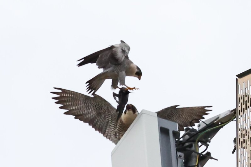 Peregrine Miz/Cabrini male bringing food to female 2021