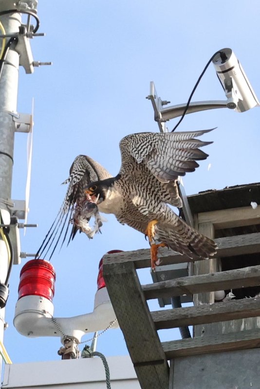 Peregrine Miz/Cabrini female cleaning out nesting box 2021