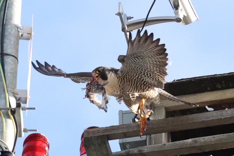 Peregrine Miz/Cabrini female cleaning out nesting box 2021