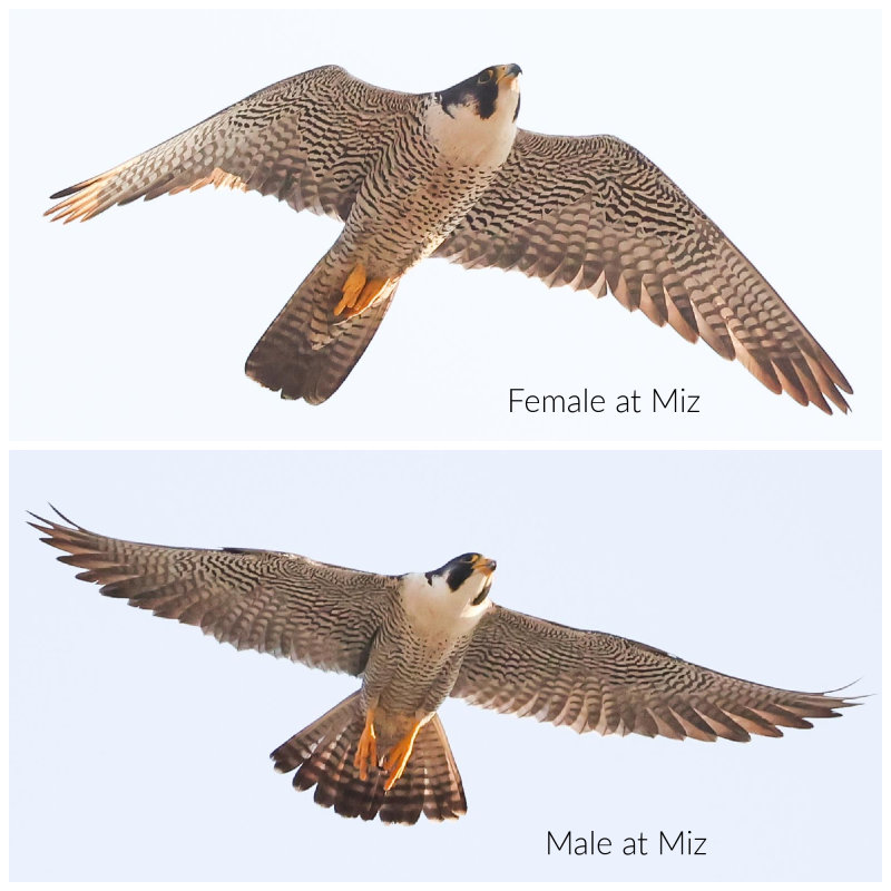 Peregrine Miz/Cabrini female and male