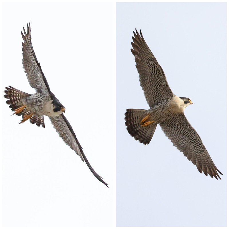 Peregrine Miz/Cabrini female male 2021